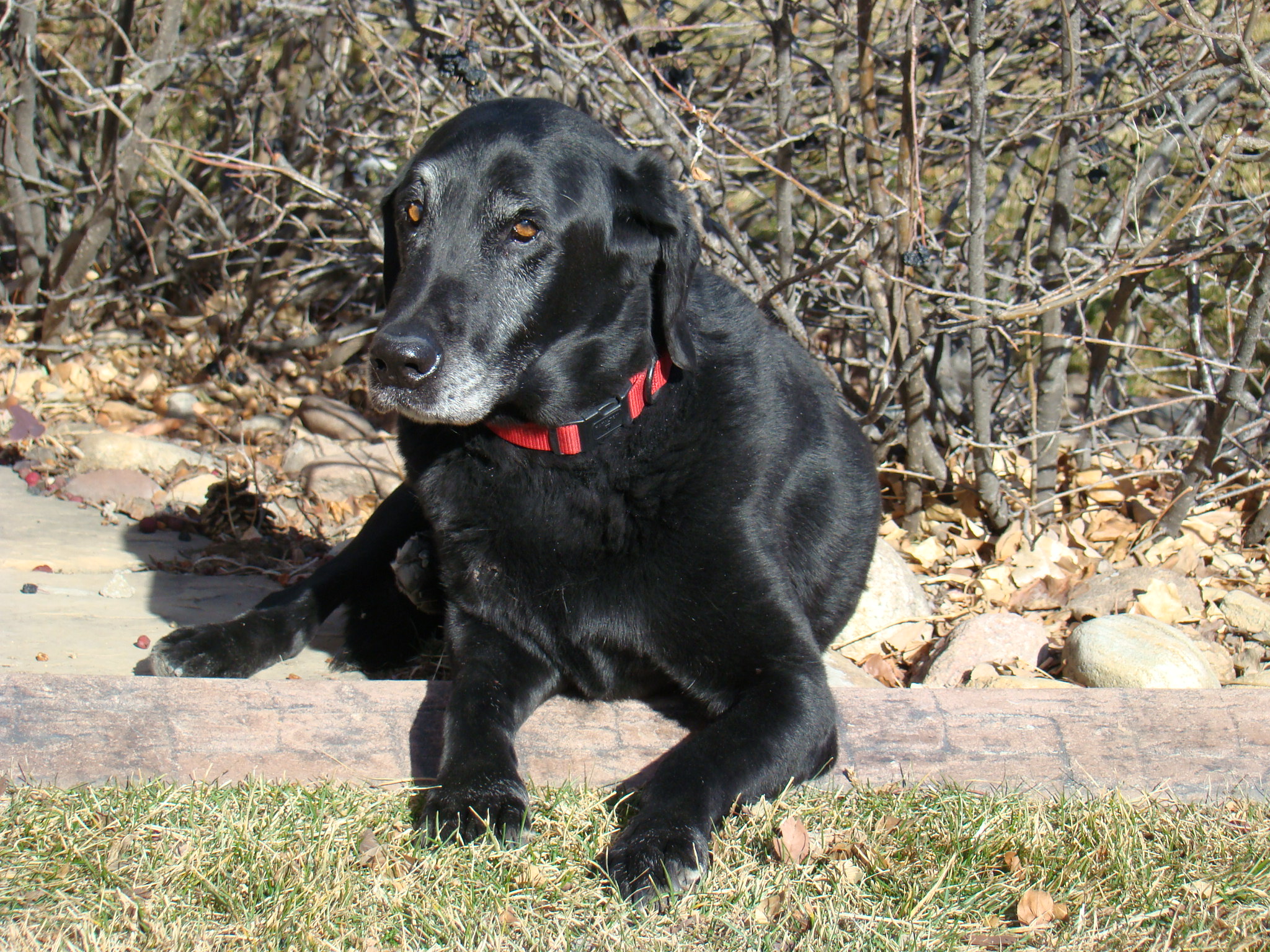 Dog